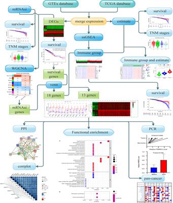 Identification of Immune-Related Therapeutically Relevant Biomarkers in Breast Cancer and Breast Cancer Stem Cells by Transcriptome-Wide Analysis: A Clinical Prospective Study